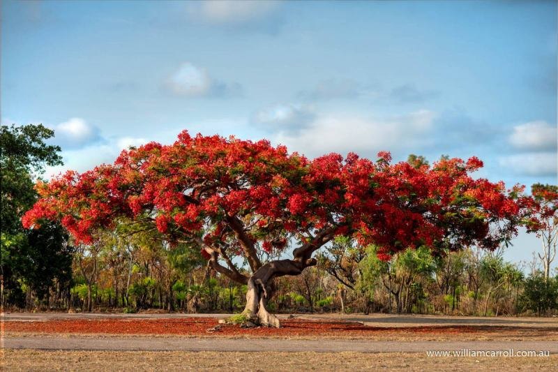 Darwin Photographer